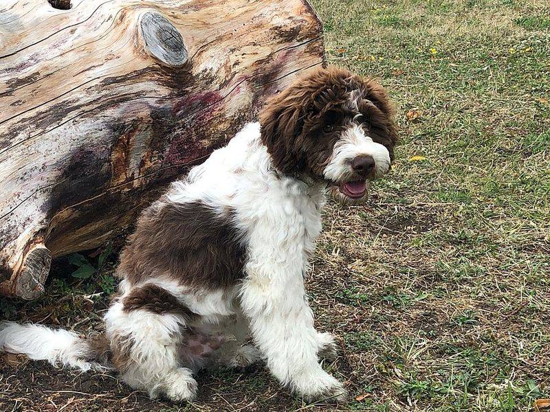 18 dog breeds that often become unforgettable companions 12 Lagotto Romagnolo