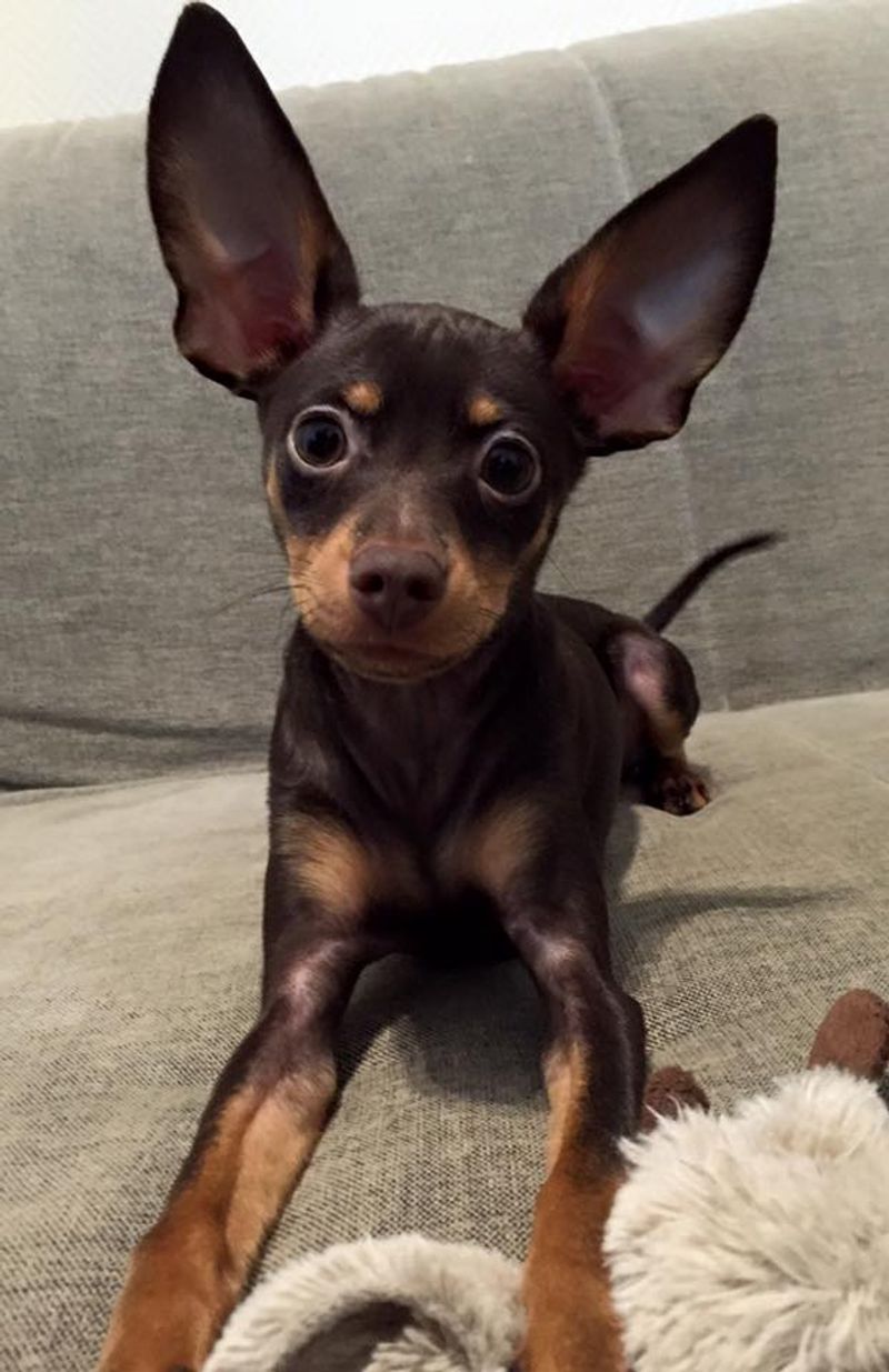 24 Tiny Dog Breeds Weighing Under 5 Pounds – Small in Size, Big in Personality 12 Russian Toy Terrier