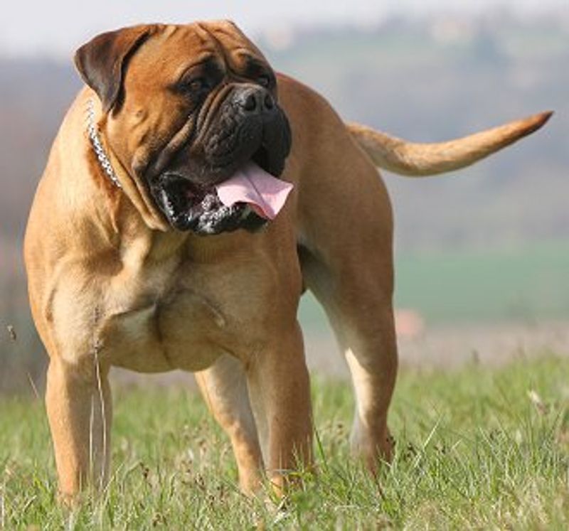 13 dog breeds that can make strangers hesitate - until they see how affectionate these dogs can be at home 7 Bullmastiff