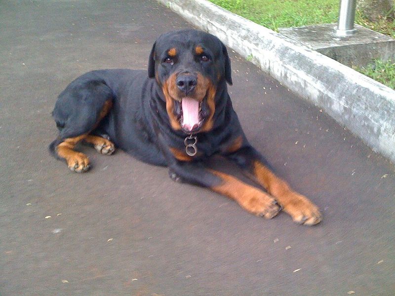 Rottweiler