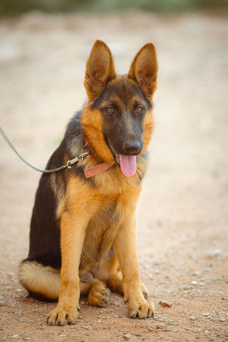 German Shepherd