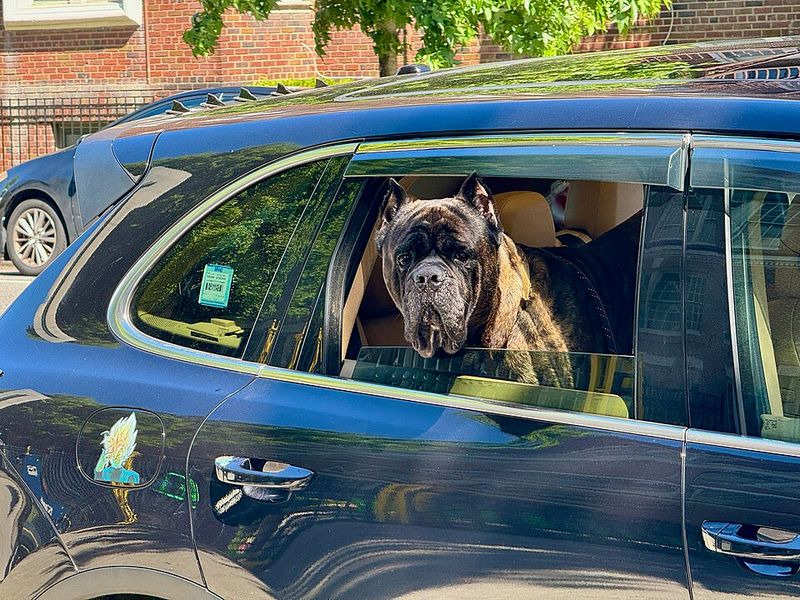 Cane Corso