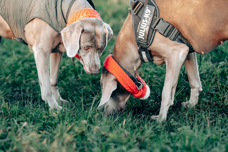18 Highly Intelligent Large Dog Breeds That Learn New Tricks Quickly 15 Weimaraner