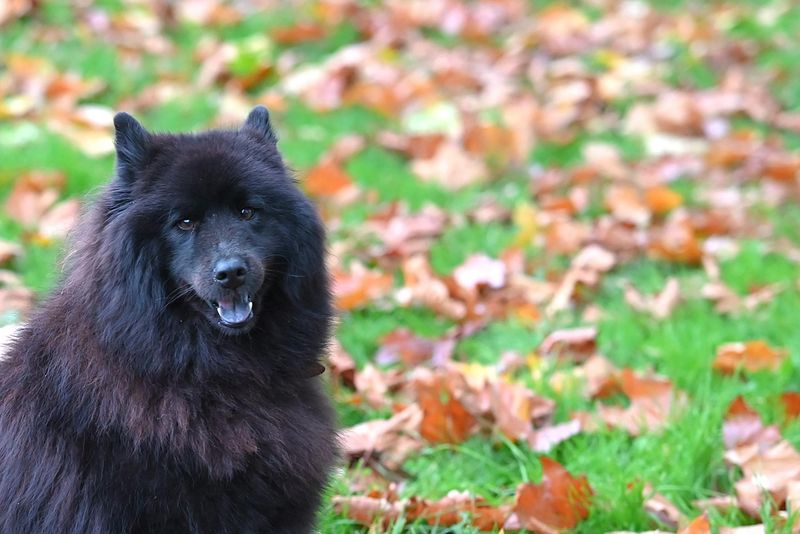 Schipperke