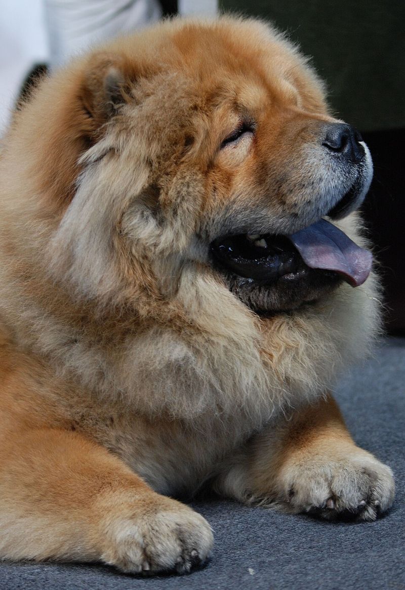 12 strong-minded dog breeds that refuse to be controlled easily 3 Chow Chow