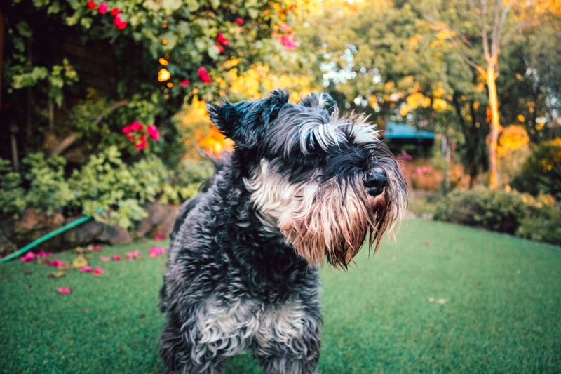 The family dog doesn't have to become another source of chaos - these breeds prove it 10 Miniature Schnauzer