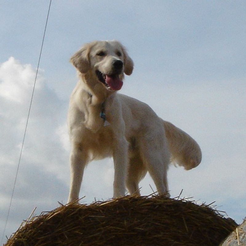 These 11 dog breeds seem to read your mind - These 2 barely acknowledge your existence 3 Golden Retriever