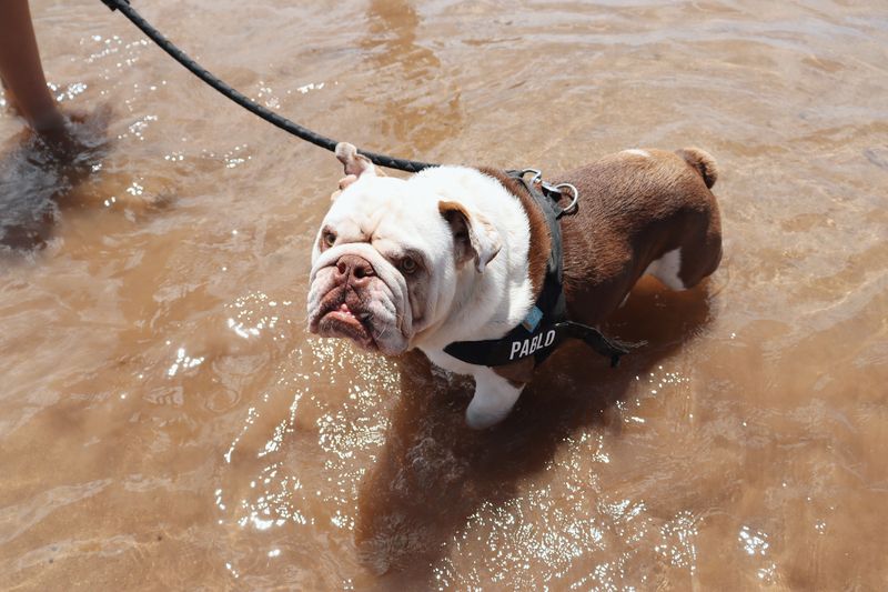 English Bulldog: Champion of Chill