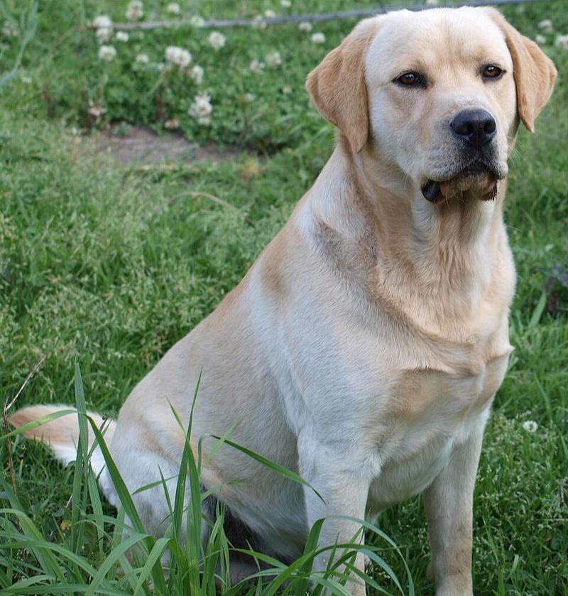 22 Large Dog Breeds That Show How Strength and Gentleness Can Coexist 2 Labrador Retriever