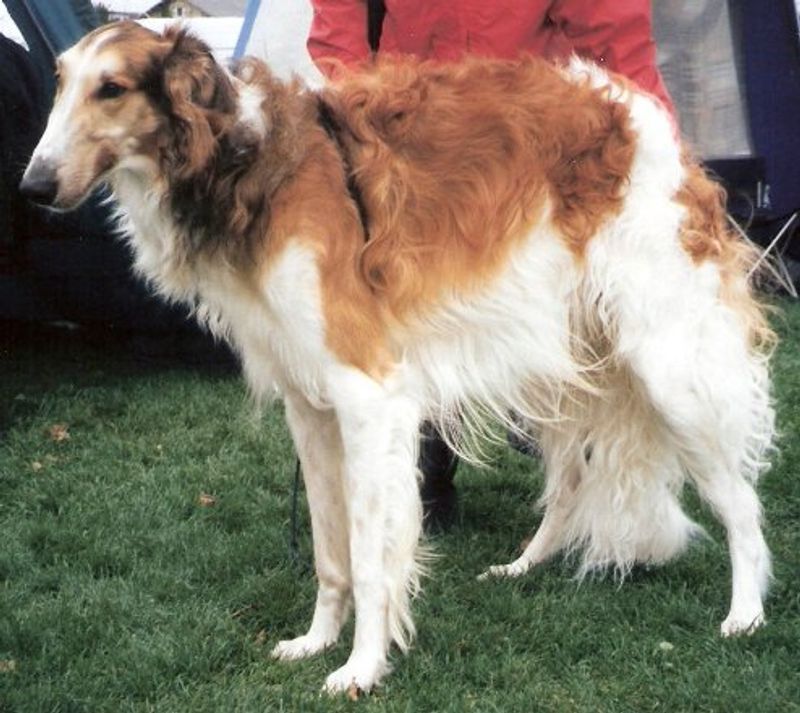 You spend years saying you'd never own one - Then one moves in and ruins that opinion completely 6 Borzoi
