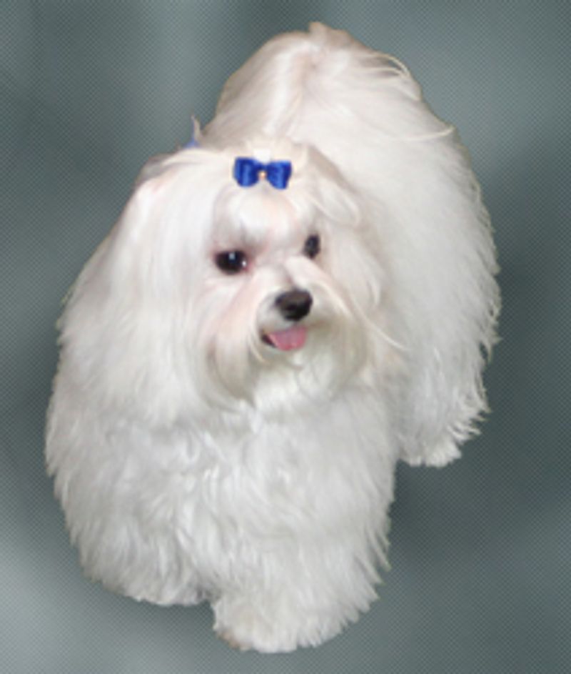 Maltese