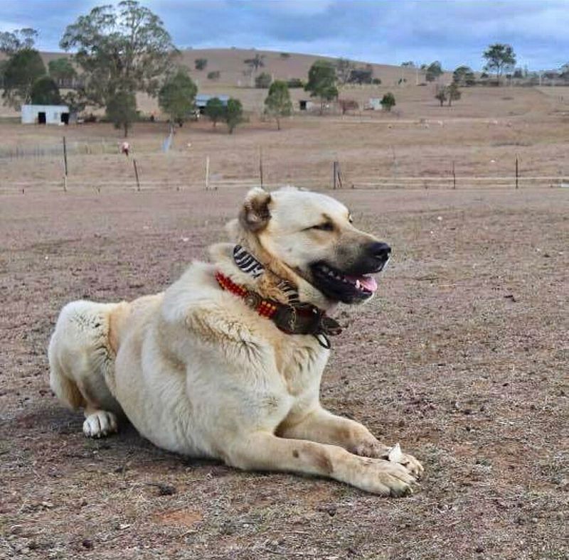 These 12 powerful dog breeds have a presence that's hard to ignore 9 Kangal