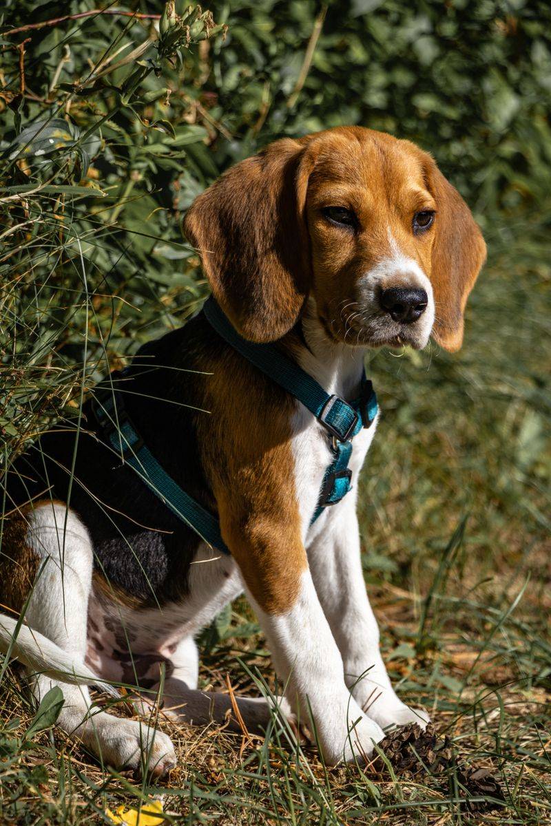 If everyone at home shares dog duties, these dog breeds may be an ideal match 5 Beagle