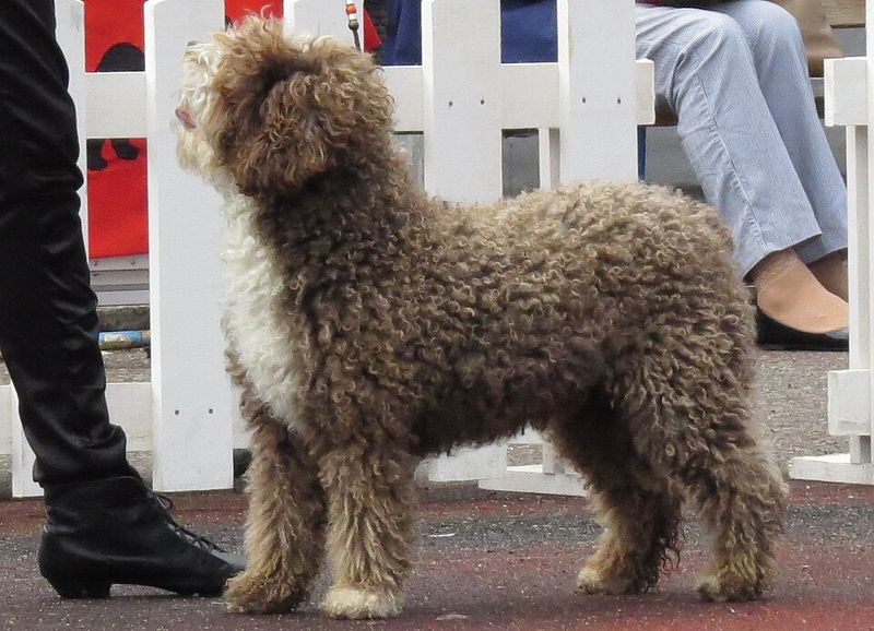 Spanish Water Dog