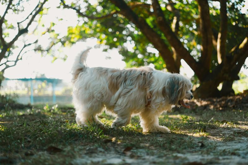 15 Cuddly Dog Breeds That Enjoy Staying Close to Their Owners 9 Havanese