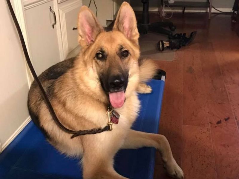 They’re highly intelligent but need constant mental stimulation