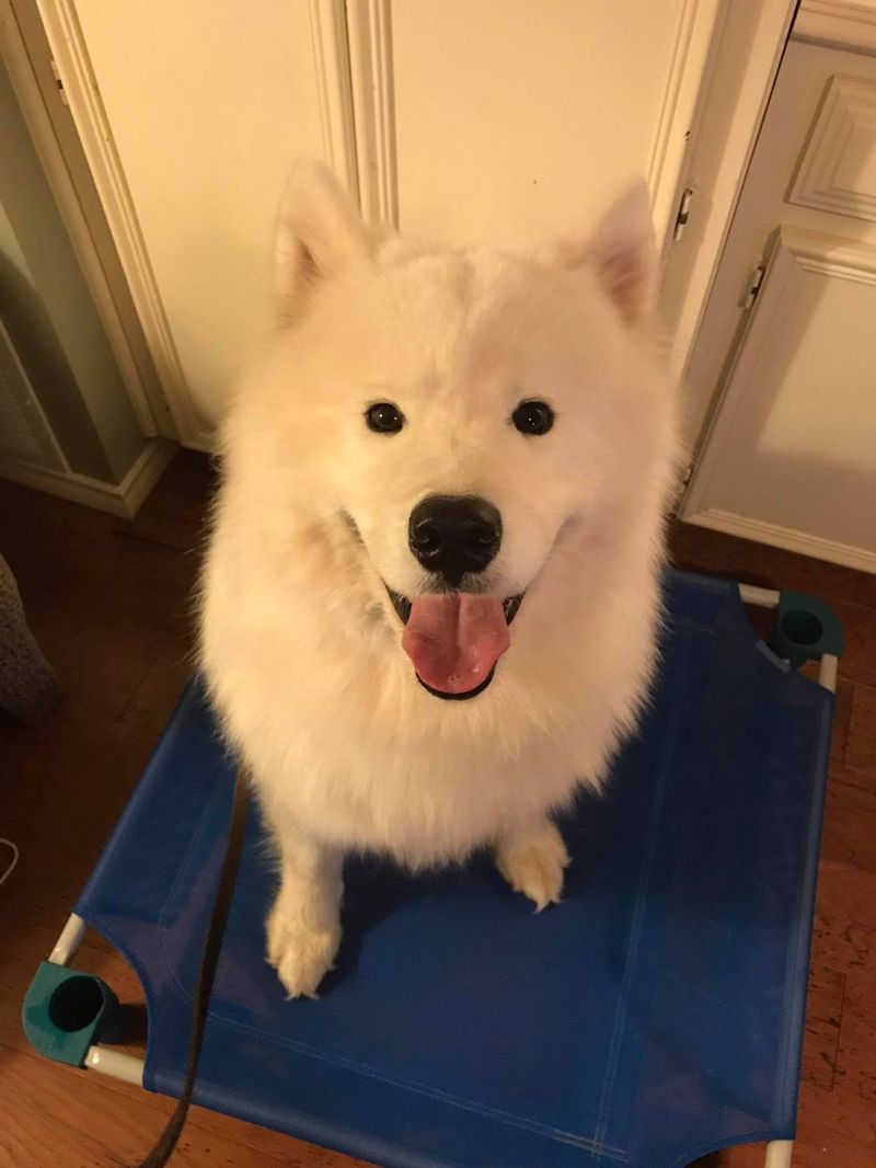 Samoyed