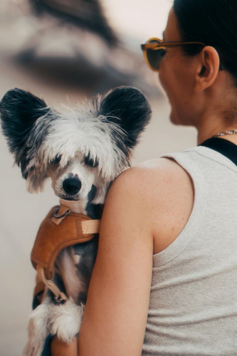Chinese Crested