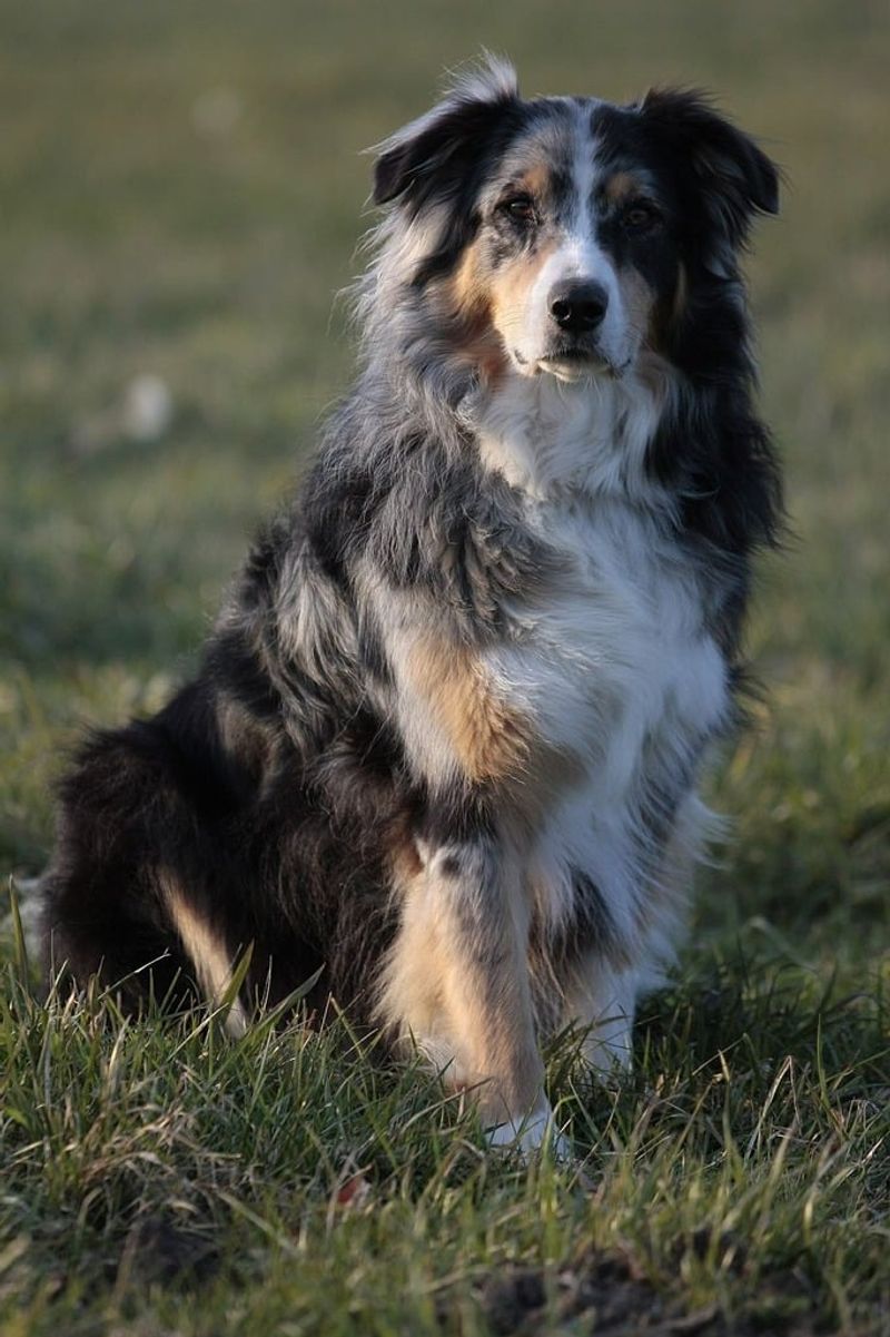 Australian Shepherd