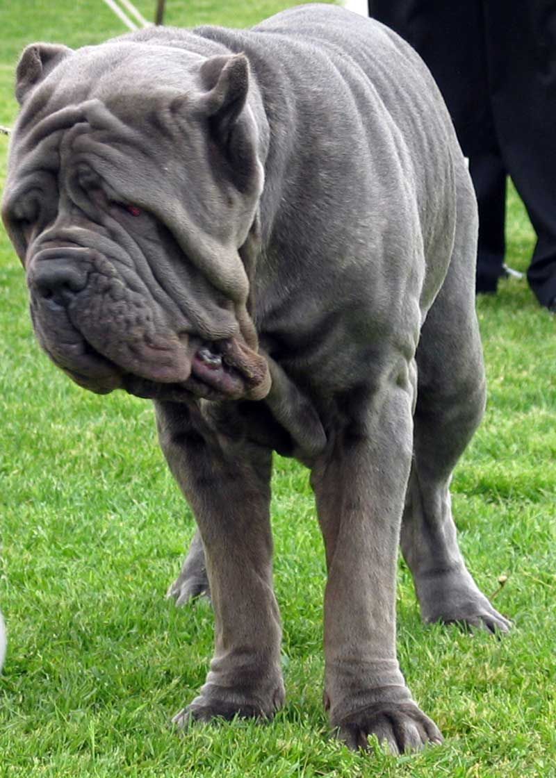 20 Dog Breeds That Stand Out for Their Extraordinary Looks 14 Neapolitan Mastiff
