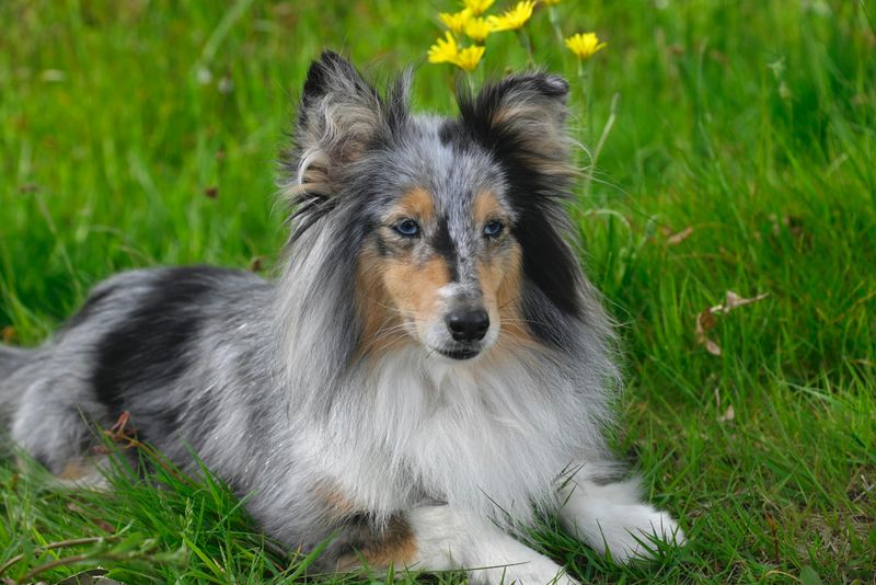 Shetland Sheepdog