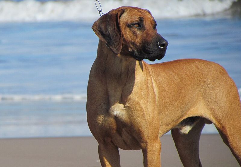 These 13 dog breeds often choose familiar faces over busy playgroups 10 Rhodesian Ridgeback