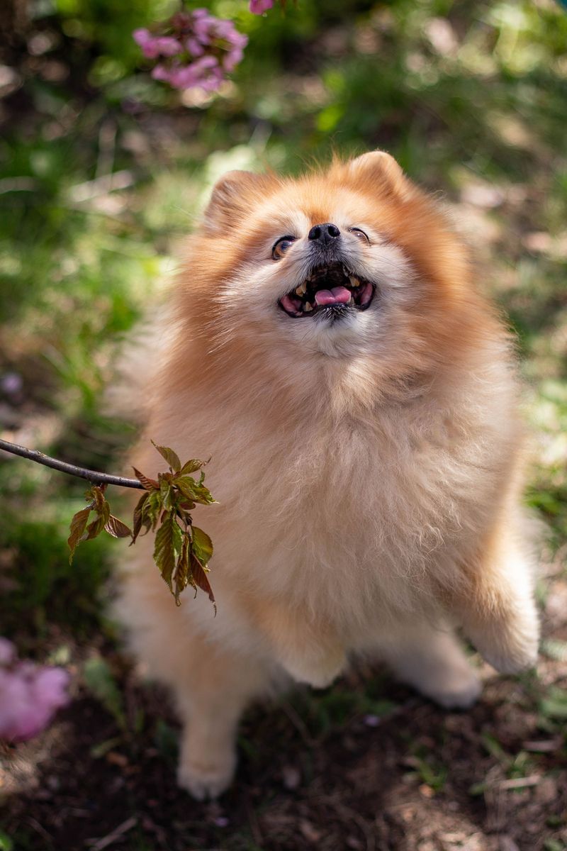 Pomeranian: Fluffy Does Not Mean Ready for Hugs