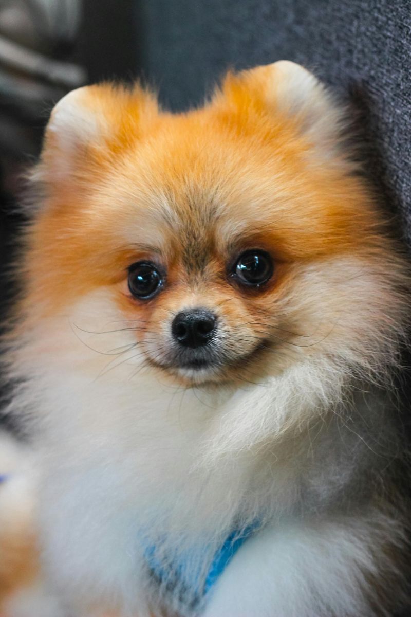 Pomeranian – A Celebrity-Influenced Comeback