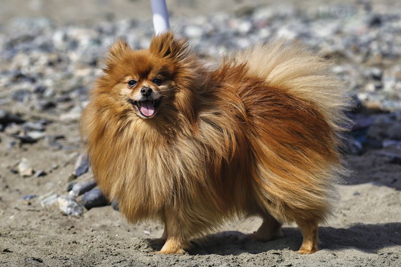 Pomeranian