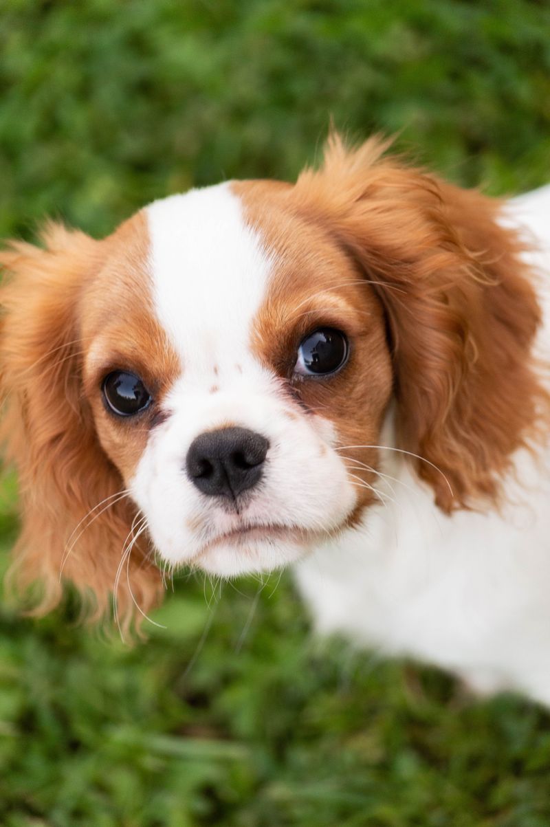 Some dog breeds seem to know exactly when their favorite person needs company 2 Cavalier King Charles Spaniel