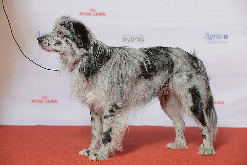 26 Rare Dog Breeds You’ll Rarely Encounter but Won’t Forget 26 Pyrenean Shepherd