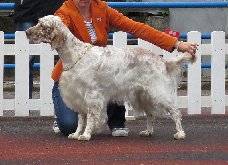 English Setter