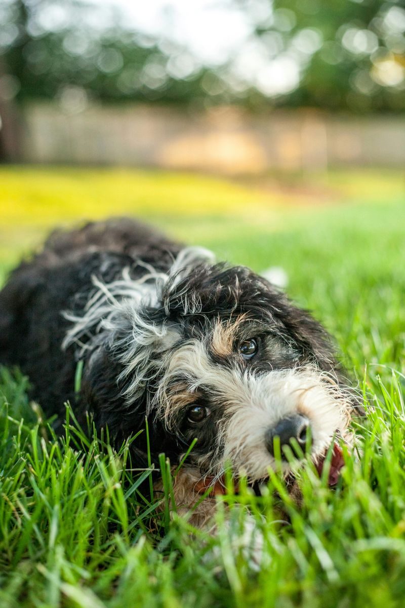 Bernedoodle