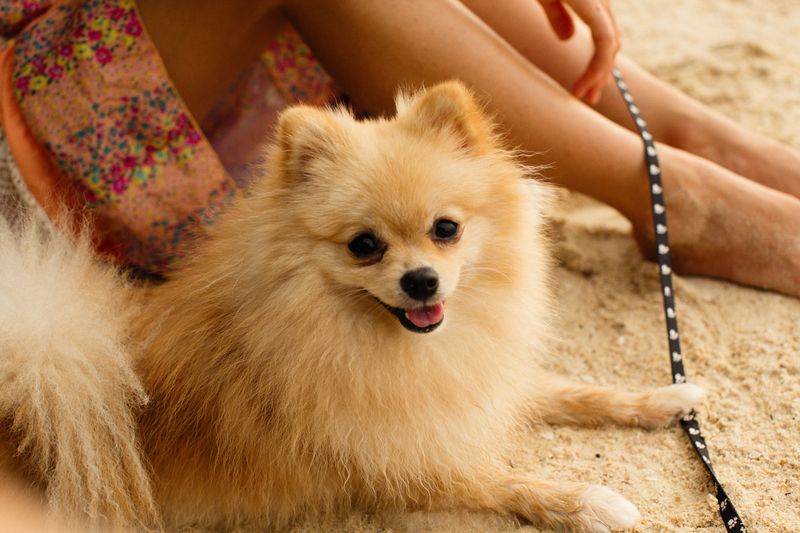 These unmistakable dogs keep appearing on everything from clothing to home decor 13 Pomeranian