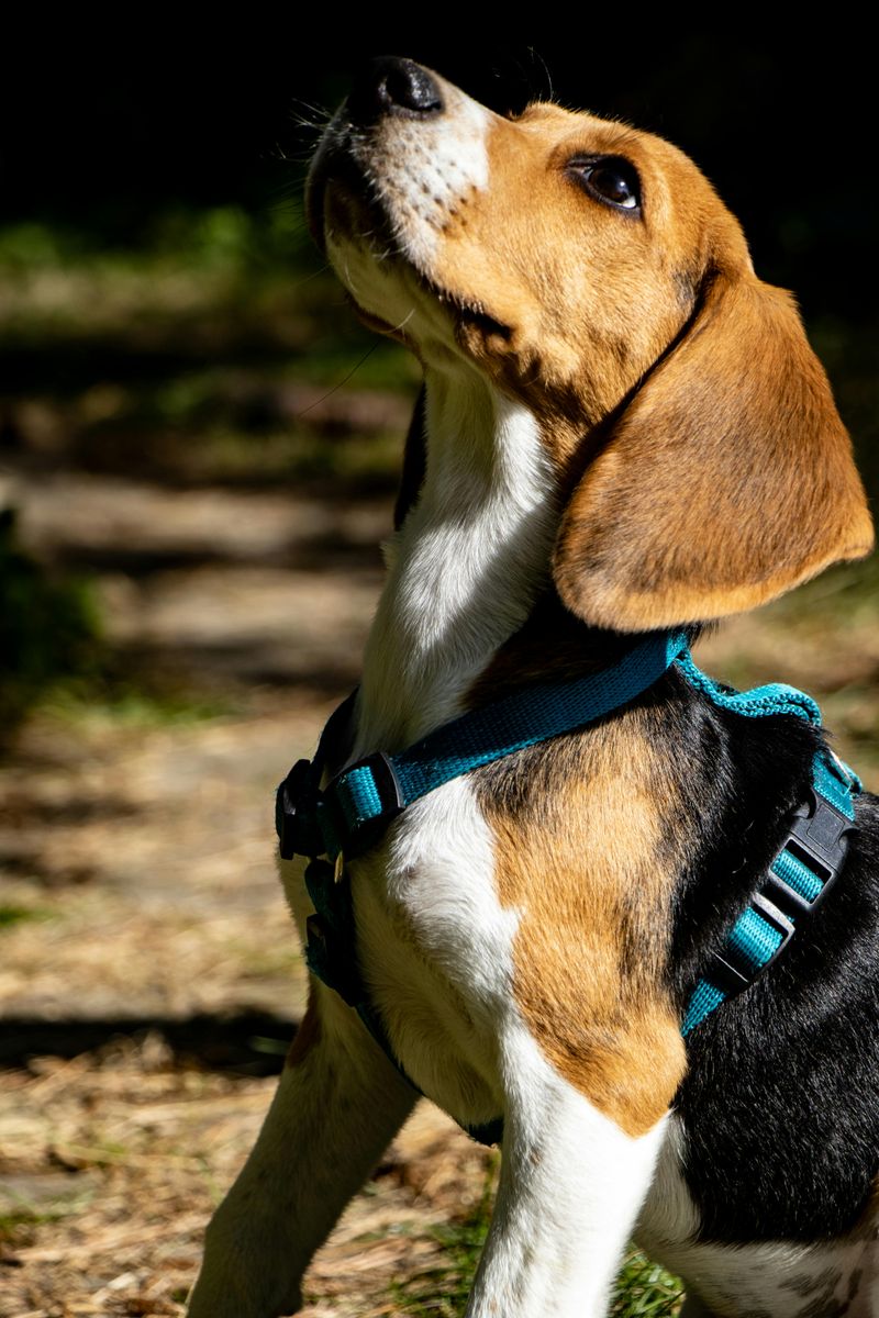 Beagle