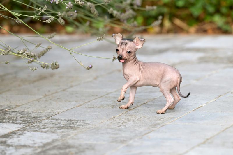 Xoloitzcuintli