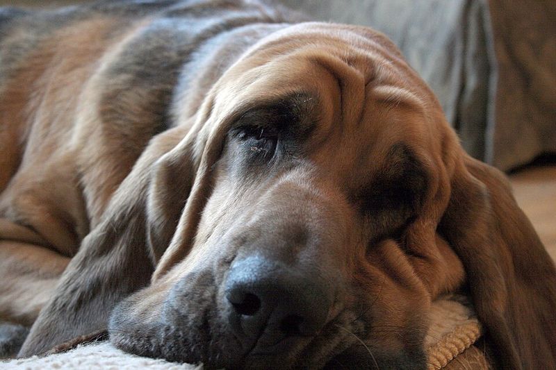 25 Calm and Composed Dog Breeds That Rarely Get Stressed 23 Bloodhound