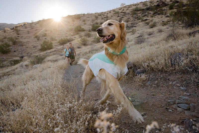 Dog Cooling Vest