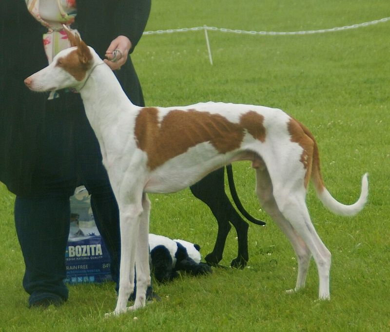 Ibizan Hound