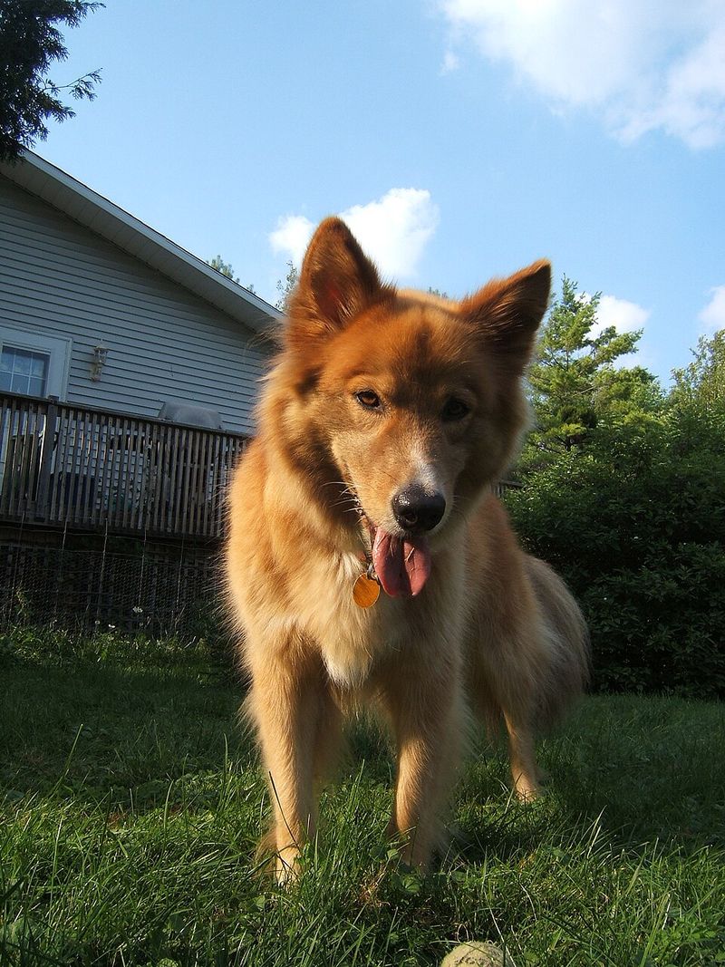12 breathtaking northern dog breeds with looks straight out of the wilderness 12 Karelo-Finnish Laika