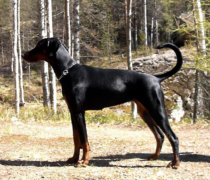 13 dogs that look like they belong on magazine covers - but their personalities may surprise you even more 8 Doberman Pinscher