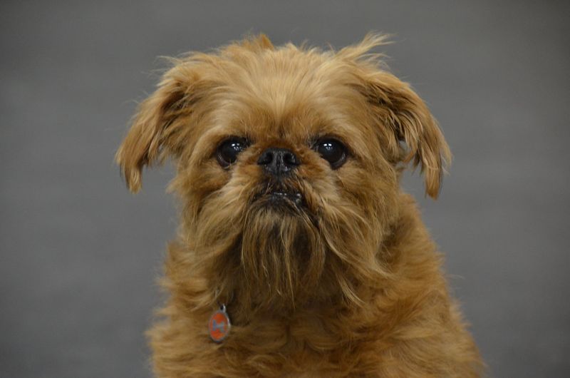 10 irresistibly cute dog breeds with beards and mustaches you can’t help but love 5 Brussels Griffon