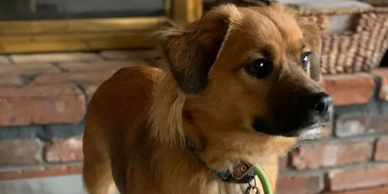 22 Everyday Human Habits That Can Stress Out Your Dog 20 Punishing instead of redirecting