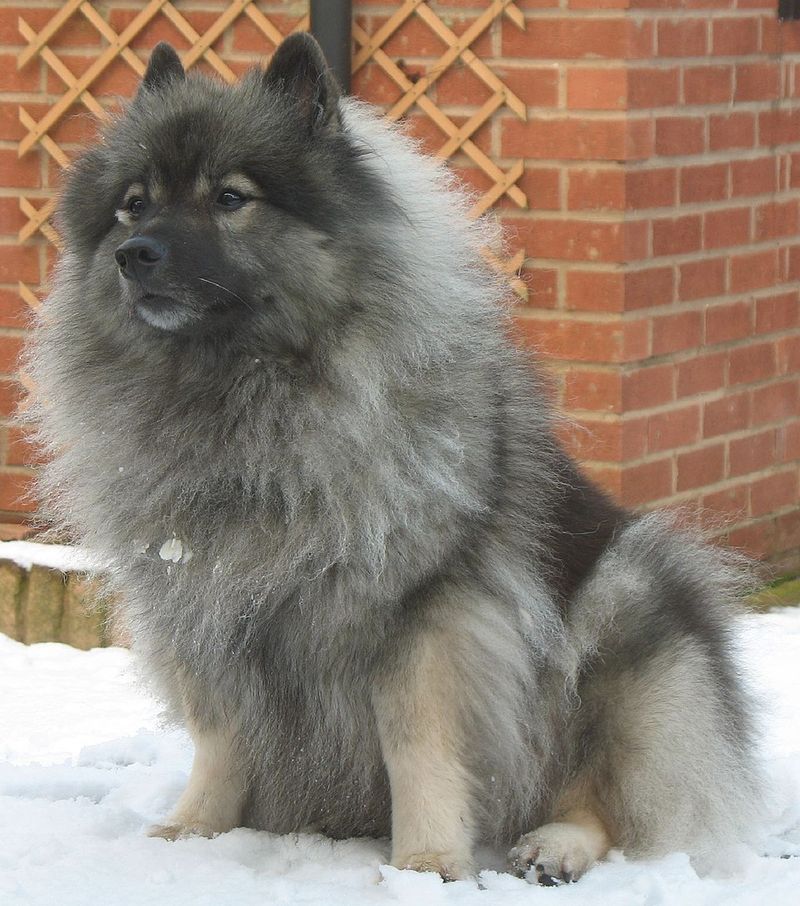 Keeshond