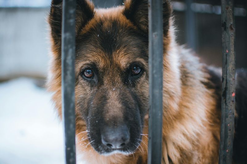 14 Overlooked Dog Breeds That Often Struggle to Get Adopted 8 German Shepherds