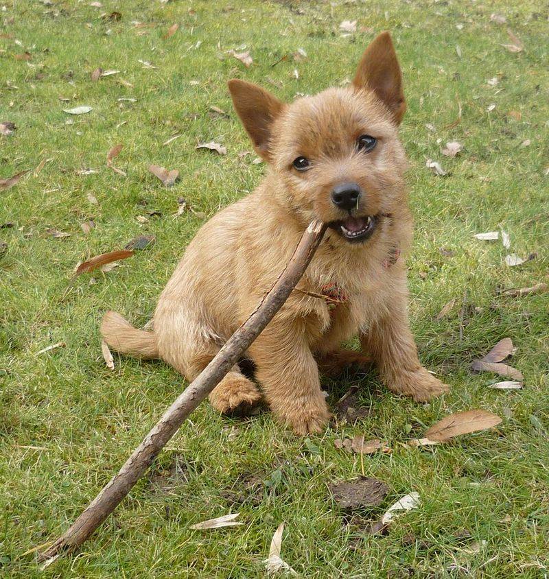 Norwich Terrier