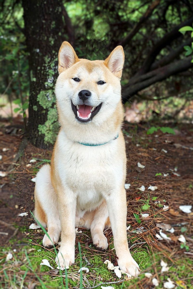 Akita