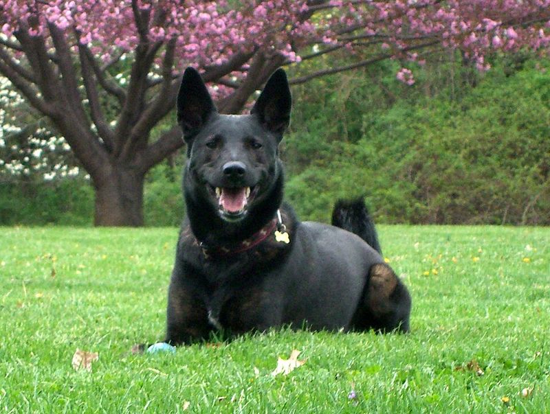 People trust these 12 dogs for protection - then they discover these 4 hidden gems 17 Dutch Shepherd