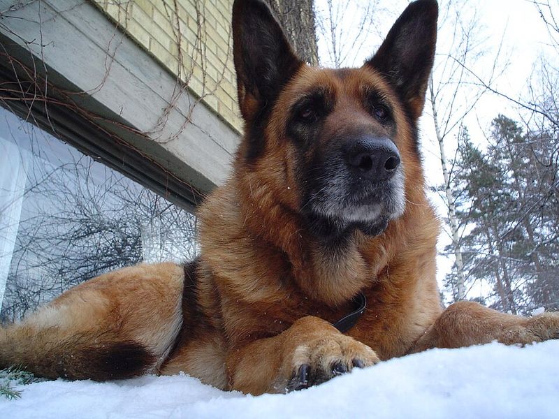 10 Dog Breeds That Are Truly Wolf-Like – And 5 That Only Look Wild 12 German Shepherd