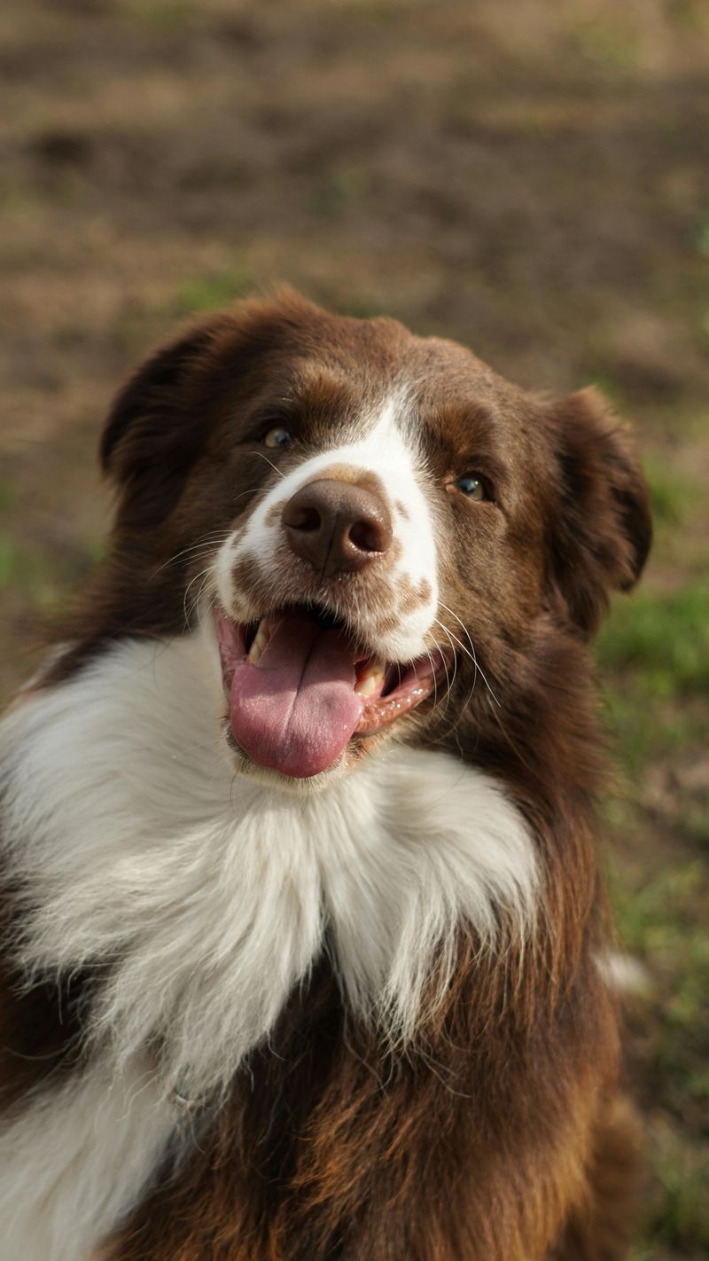 14 active dog breeds known for destructive behavior when under-stimulated 10 Australian Shepherd